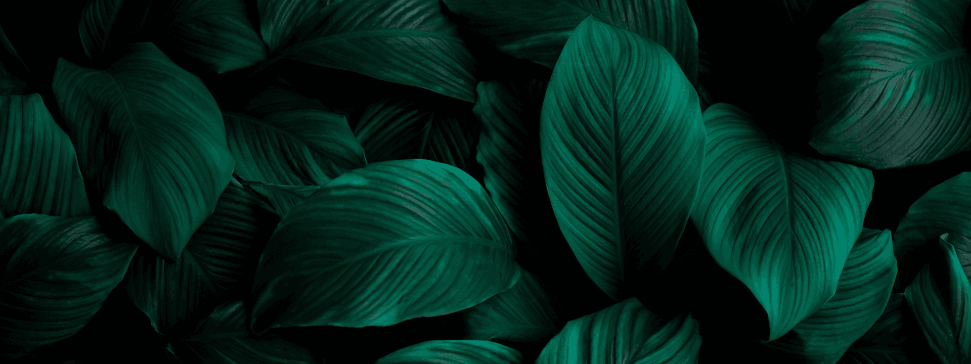Banner Content Background
